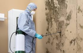 Best Black Mold Removal  in South Les, AK